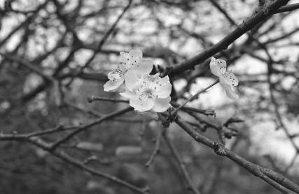 梨树为何经常出现“二次开花”现象？这正常吗？如何才能避免呢？