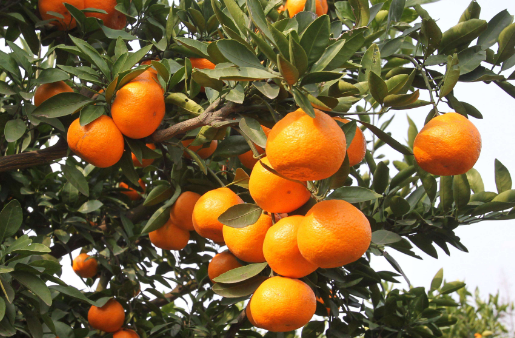 专家提醒橘子吃太多当心变成小黄人，橘子吃多了会有哪些副作用？