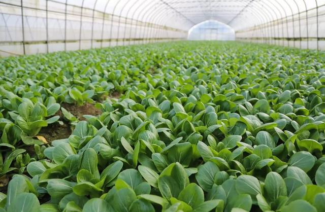 上海市已抢种蔬菜面积达8万多亩，能否保障当地的蔬菜供给？