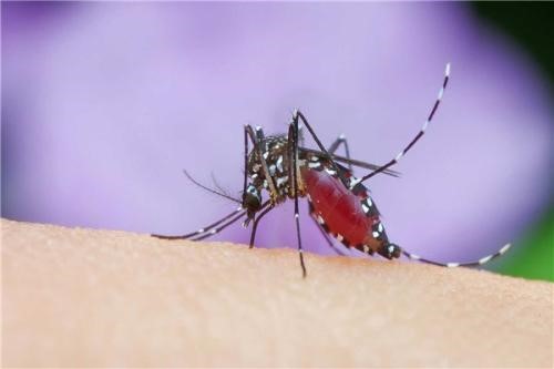 为什么南方最热的时候蚊子会变少？