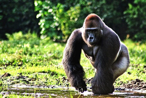 婆罗洲猩猩手机壁纸图片